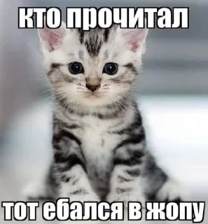 🤩 emoji мэмчики от микхаэля Telegram sticker 7 of 120