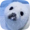 🦭 emoji Тюленчики от @xxhello_kittyx @TgEmodziBot Telegram sticker 20 of 65