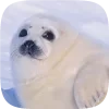 🦭 emoji Тюленчики от @xxhello_kittyx @TgEmodziBot Telegram sticker 11 of 65