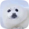 🦭 emoji Тюленчики от @xxhello_kittyx @TgEmodziBot Telegram sticker 21 of 65