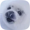 🦭 emoji Тюленчики от @xxhello_kittyx @TgEmodziBot Telegram sticker 23 of 65