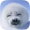 🦭 emoji Тюленчики от @xxhello_kittyx @TgEmodziBot Telegram sticker 6 of 65