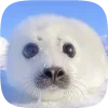 🦭 emoji Тюленчики от @xxhello_kittyx @TgEmodziBot Telegram sticker 1 of 65