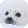 🦭 emoji Тюленчики от @xxhello_kittyx @TgEmodziBot Telegram sticker 22 of 65
