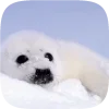 🦭 emoji Тюленчики от @xxhello_kittyx @TgEmodziBot Telegram sticker 17 of 65