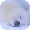 🦭 emoji Тюленчики от @xxhello_kittyx @TgEmodziBot Telegram sticker 8 of 65