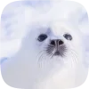 🦭 emoji Тюленчики от @xxhello_kittyx @TgEmodziBot Telegram sticker 12 of 65