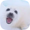 🦭 emoji Тюленчики от @xxhello_kittyx @TgEmodziBot Telegram sticker 16 of 65