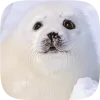 🦭 emoji Тюленчики от @xxhello_kittyx @TgEmodziBot Telegram sticker 10 of 65