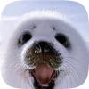 🦭 emoji Тюленчики от @xxhello_kittyx @TgEmodziBot Telegram sticker 2 of 65