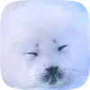 🦭 emoji Тюленчики от @xxhello_kittyx @TgEmodziBot Telegram sticker 24 of 65