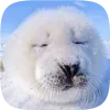 🦭 emoji Тюленчики от @xxhello_kittyx @TgEmodziBot Telegram sticker 19 of 65