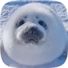🦭 emoji Тюленчики от @xxhello_kittyx @TgEmodziBot Telegram sticker 3 of 65
