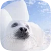 🦭 emoji Тюленчики от @xxhello_kittyx @TgEmodziBot Telegram sticker 4 of 65