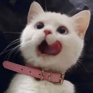 😇 emoji Video Favorite stickers Telegram sticker 7 of 19