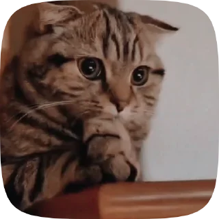 🐱 emoji Больше стиков тут: @stikery4 Telegram sticker 24 of 50