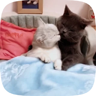 🐱 emoji Больше стиков тут: @stikery4 Telegram sticker 16 of 50