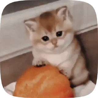 🐱 emoji Больше стиков тут: @stikery4 Telegram sticker 20 of 50