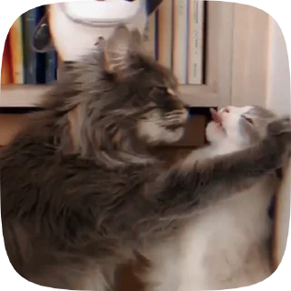 🐱 emoji Больше стиков тут: @stikery4 Telegram sticker 10 of 50