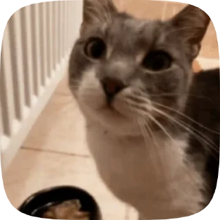 🐱 emoji Больше стиков тут: @stikery4 Telegram sticker 15 of 50