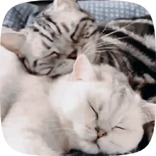 🐱 emoji Больше стиков тут: @stikery4 Telegram sticker 18 of 50