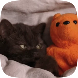 🐱 emoji Больше стиков тут: @stikery4 Telegram sticker 9 of 50