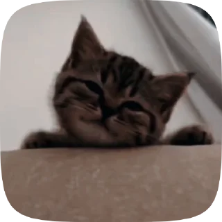 🐱 emoji Больше стиков тут: @stikery4 Telegram sticker 1 of 50