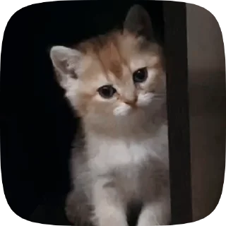 🐱 emoji Больше стиков тут: @stikery4 Telegram sticker 13 of 50