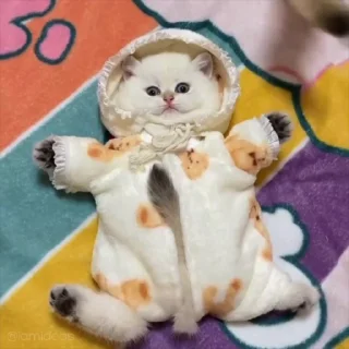 😂 emoji 🎀kitties 6.0🎀 @iamideas Telegram sticker 15 of 50