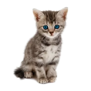 Sticker from мяумяумяу