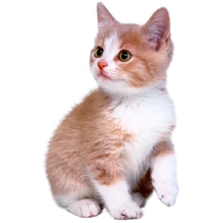 Sticker from мяумяумяу