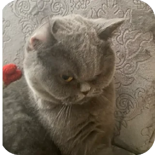 Sticker from пак для богинесс