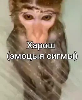 Sticker from Набор ат хз @TgEmodziBot