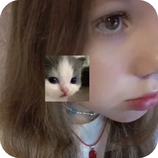 🐱 emoji Евачкааа Telegram sticker 8 of 41