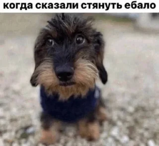🌟 emoji хуйня Telegram sticker 9 of 119