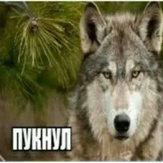 Sticker from ВИКА С ЧЛЕНОМ