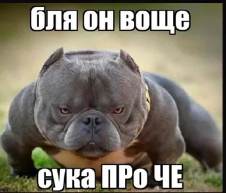 😡 emoji ВИКА С ЧЛЕНОМ Telegram sticker 5 of 65