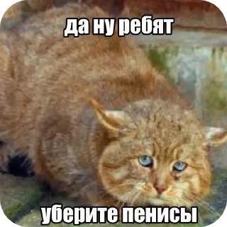 🐱 emoji Лоботомия core Telegram sticker 23 of 42