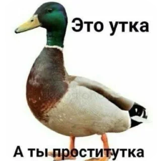 🐦 emoji Лоботомия core Telegram sticker 16 of 42