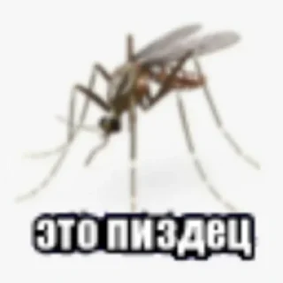 Sticker from Долбоеб стикерс