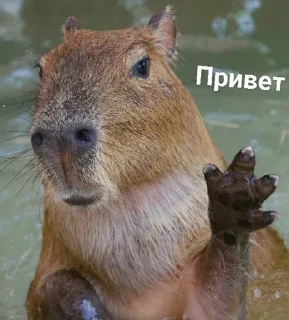 Sticker from Капибара 💋💋