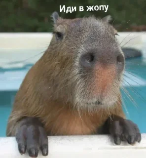 Sticker from Капибара 💋💋