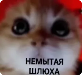 Sticker from лучшая девочка