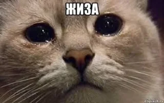 Sticker from meme by @@xo4ypelMeHi