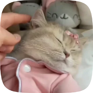 Sticker from Больше стиков тут: @allstickers_tg