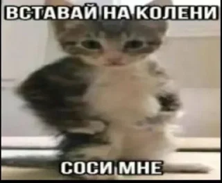Sticker from разное