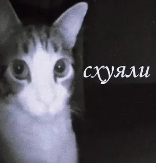 Sticker from Тик ток картинки