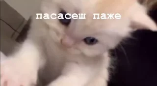 🥹 emoji люпимка Telegram sticker 7 of 88