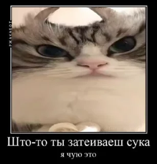 😡 emoji люпимка Telegram sticker 11 of 88