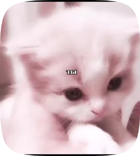 Sticker from Котики💗